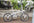 Dahon MU P10 PAA003 Folding Bike -20"